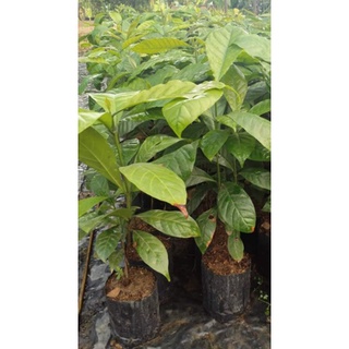 ต้นกาแฟ​พันธุ์ Arabica พร้อมปลูก