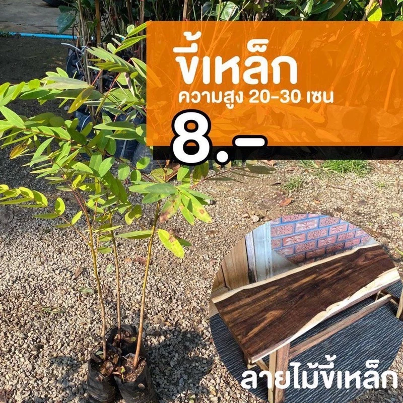 ต้นขี้เหล็ก (จำนวน 10 ต้น) สูง 20-30 เซนติเมตร #กล้าขี้เหล็ก