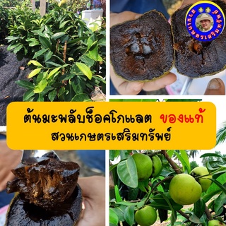 มะพลับช็อคโกแลต ผลไม้แปลก ร้านเสริมทรัพย์พันธุ์ อร่อยหอมหวาน สูง 60-80ซม. ออกรายการเอิร์ธสดชื่น