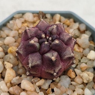 Cake Cactus Farm กระบองเพชร Gymnocalycium mihanovichii  Day dream  ยิมโน เดย์ดรีม