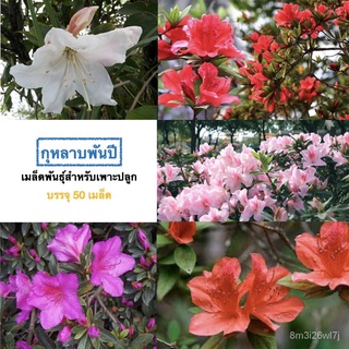 （เมล็ดพันธุ์ ถูก คละ）เมล็ดพันธุ์กุหลาบพันปีคละสี บรรจุ 50 เมล็ด KRN5