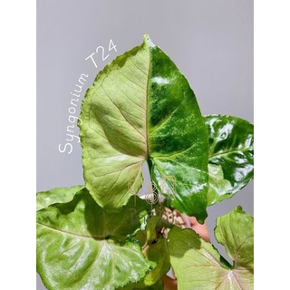 🍀🍀 Syngonium T24 (ออมเงินไหลมาด่าง) 🍀🍀