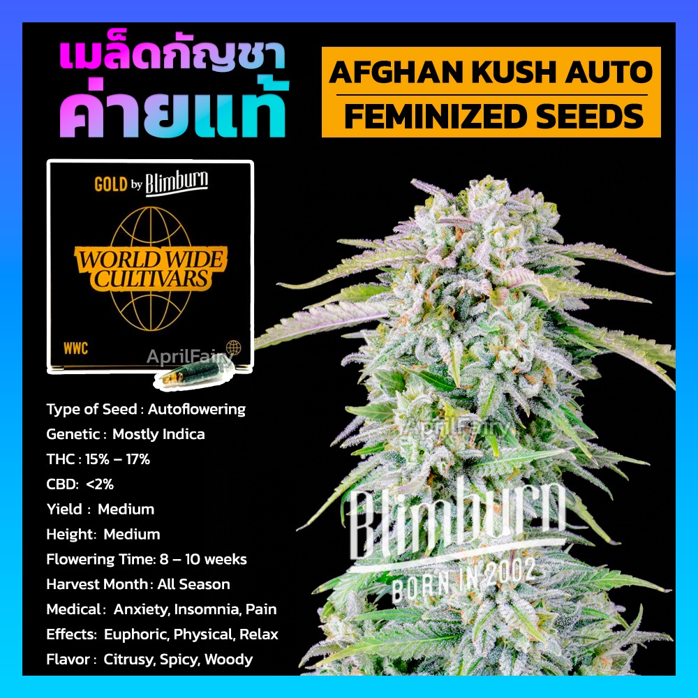 AFGHAN AUTO FEMINIZED ออโต้ เพศเมีย ค่าย Blimburnseeds เมล็ดพันธุ์กัญชา นอก เมล็ดค่าย แบ่งขาย รับประ