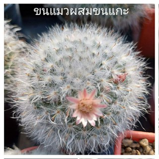 เมล็ดขนแมวลูกผสม 70 เมล็ด (70+seeds)