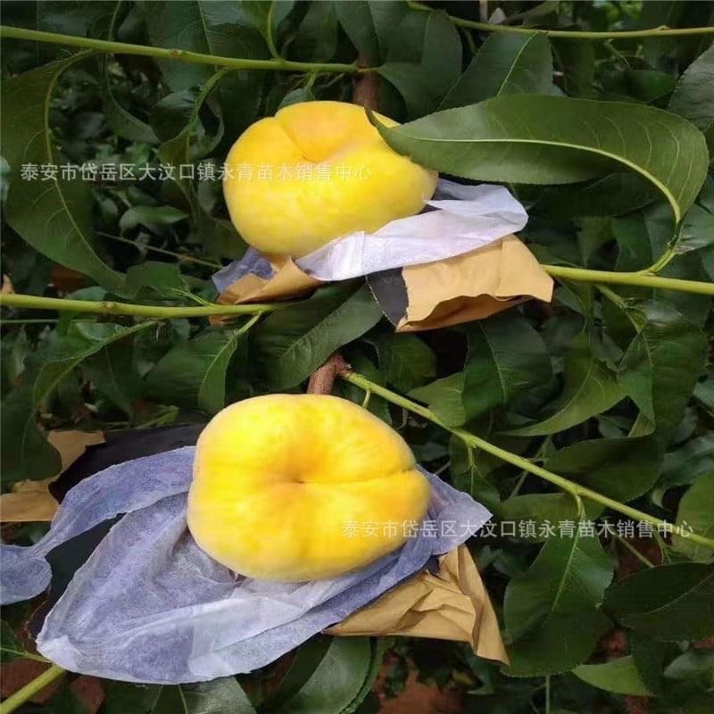 ต้นโดนัทพีชสีเหลืองปลูกง่ายทนร้อนเป็นต้นเสียบยอดอายุสองปีปลูกได้ทุกที่ของไทยอยู่กลางแจ้งได้ดี - รูปที่ 4