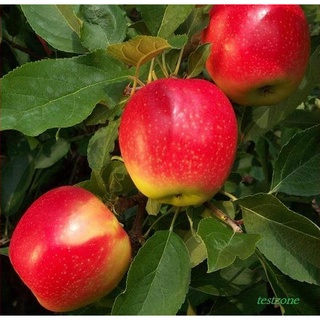 20 เมล็ด เมล็ดแอปเปิ้ล สายพันธุ์ กาล่า (Gala) กรอบและหวานจัด  Apple seeds