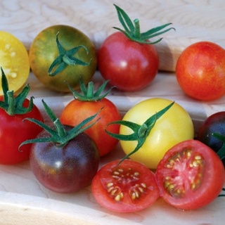 10 เมล็ด มะเขือเทศเชอรี่คละสี - Mixed Cherry Tomato