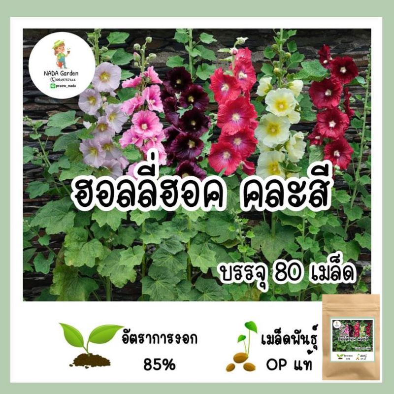 เมล็ดพันธุ์ฮอลลี่ฮ็อค คละสี 80เมล็ด ราคา ถูกที่สุด ดีลบีเคเค รูปภาพหลัก