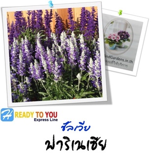 ซัลเวีย (Salvia) ฟาริเนเซีย 25 เมล็ด (จาก Floranova Ltd)