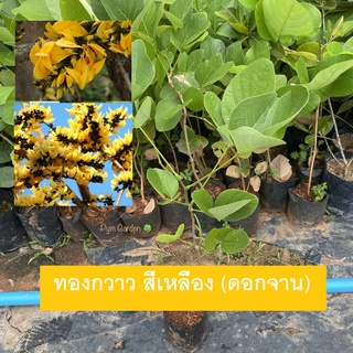 ต้นทองกวาว ต้นดอกจาน (Sacred Tree) ดอกสีเหลือง (กิ่งตอน) ไม้ยืนต้น ดอกสวยงาม พร้อมส่ง (ส่งใหม่ฟรี หากสินค้าเสียหาย)