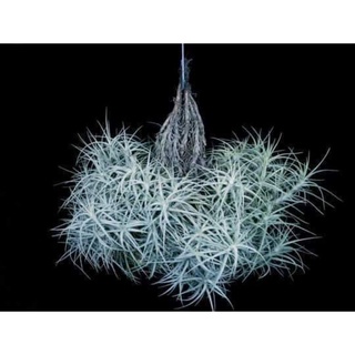 [ขายหน่อ] Tillandsia Sweet Isabel ทิลแลนด์เซีย สวีท อิซาเบล airplant สับปะรดอากาศ ไม้รากอากาศ ทิลแลนเซีย