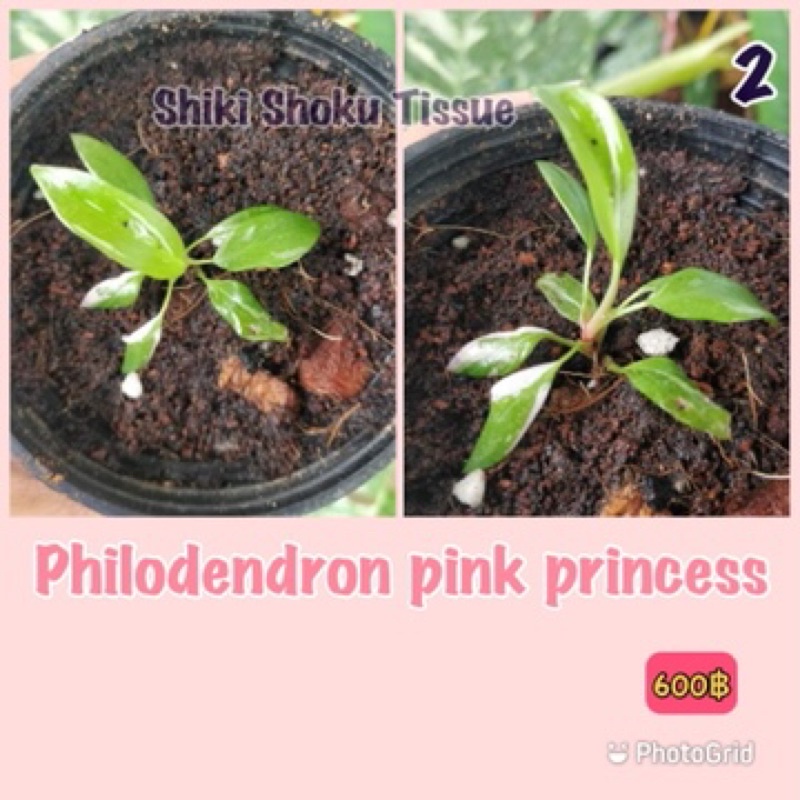 philodendron pink princess(พิ้งค์ปริ้นซ์)ไม้เนื้อเยื่อ