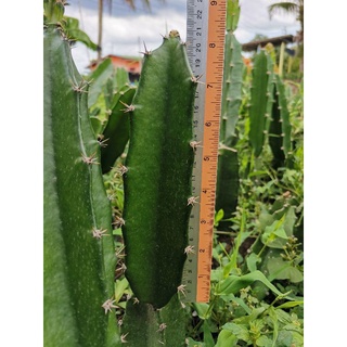 คัดตอคุณภาพดี ตอสามเหลี่ยม​ 8 นิ้ว ตัดสด Cactus แคคตัส กระบองเพชร ราคาถูก​ สามเหลี่ยม​ 3เหลี่ยม ตอ ตลาดตอ ตอกราฟ