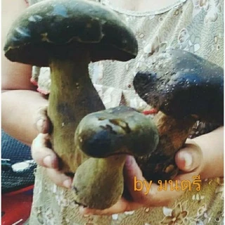 เชื้อเห็ดตับเต่า(เส้นใยบริสุทธิ์)