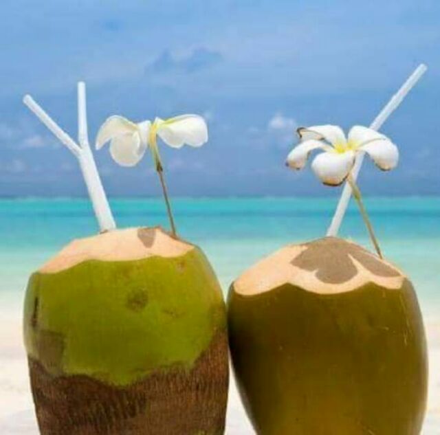 ของแท้ มีดคว้านมะพร้าว​เขาควาย.ขนาด​10-11