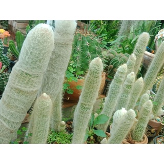 กระบองเพชร cactus Austrocephalocereus dybowskii