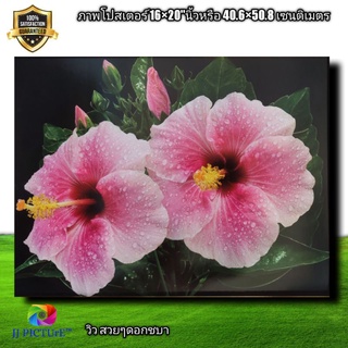 ภาพโปสเตอร์ดอกชบา ขนาด 16×20"นิ้ว Poster of hibiscus flowers, size 16×20" inches.