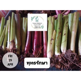 ถูกที่สุด🌷หน่อพุทธรักษา ไม้ดอกทนแดด ไม้ดอกสีสดใส ออกดอกทั้งปี ดูแลง่าย