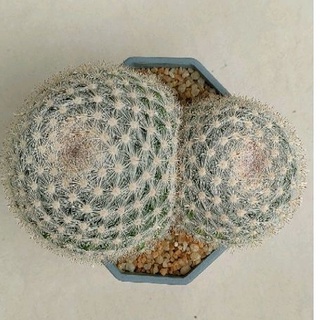 Cake Cactus Farm กระบองเพชร Mammillaria candida var rosae