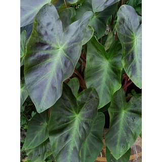 บอนดำอโลฮ่า Colocasia esculenta Aloha