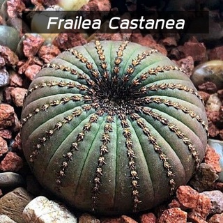 [ถูกที่สุด]แคคตัสแฟเรียแคสตาเนีย Frailea Castanea cactus succulent กระบองเพชร ไม้อวบน้ำ