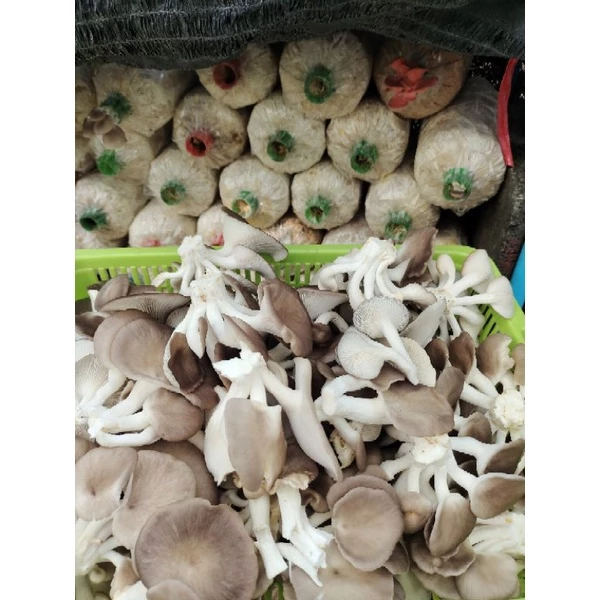 เชื้อเห็ดนางฟ้าภูฐาน 3ก้อน 50บาท เชื้อเดินเต็ม แล้วค่ะ