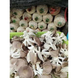เชื้อเห็ดนางฟ้าภูฐาน 3ก้อน 50บาท เชื้อเดินเต็ม แล้วค่ะ