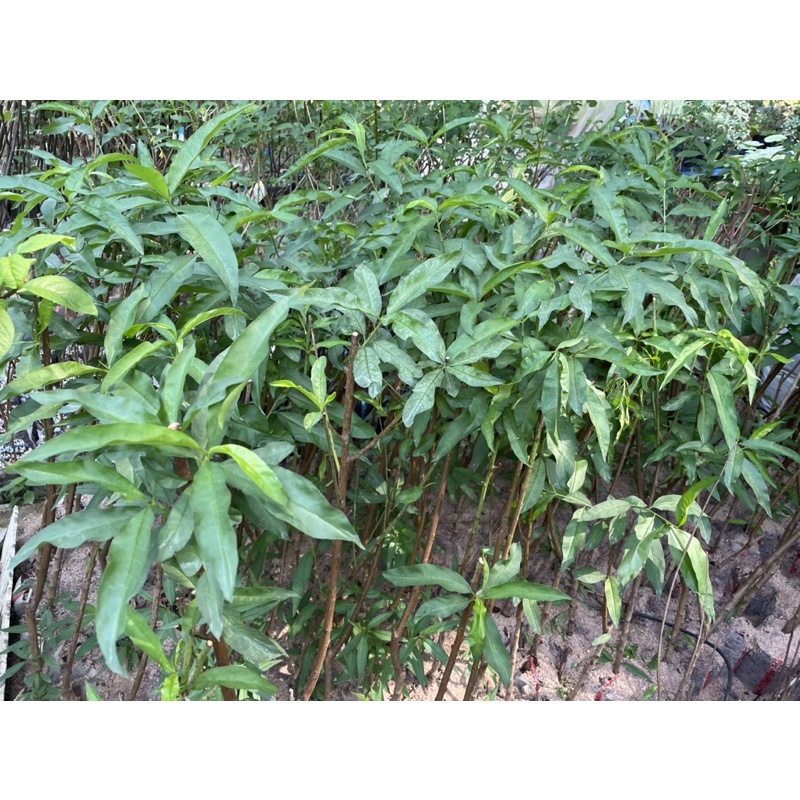 ต้นโดนัทพีชสีเหลืองปลูกง่ายทนร้อนเป็นต้นเสียบยอดอายุสองปีปลูกได้ทุกที่ของไทยอยู่กลางแจ้งได้ดี - รูปที่ 5