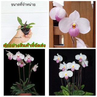 (ขาย ต้นพันธุ์) ดอก ต้น รองเท้านารี เดเลนนาตีไอ Paphiopedilum delenatii กล้วยไม้ เอื้อง ศรุต