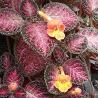 Episcia(ดอกแดง)กระถาง4นิ้ว