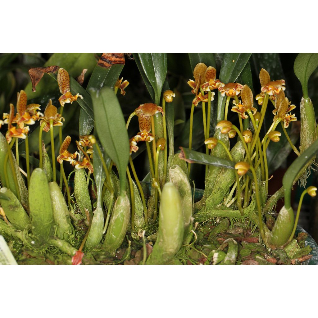 กล้วยไม้สิงโตนางรำดอกสวย Bulbophyllum monanthum