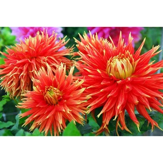 1 เหง้า/ชุุดรักเร่ Dahlia สายพันธุ์ Dah.Show N Tell หัวรักเร่ ดอกไม้ ดอกรักเร่ เหง้านำเข้ายุโรป หัวสดใหม่ผ่านการแช่เย็น