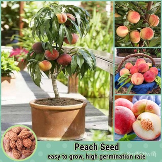 （เมล็ดพันธุ์ ถูก คละ）7-10เมล็ด/ห่อ เมล็ดพันธุ์ลูกพีช Peach Tree Seed Fruit Seeds for planting เมล็ดพันธุ์ผลไม้ ต้ 8HO7