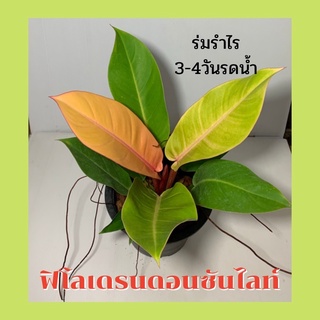 ต้นฟิโลเดนดรอน ไม่ซันไลท์ ตระกูลกุมารเรียกทรัพย์พร้อมกระถาง 8นิ้ว