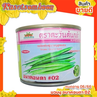 เมล็ดบวบงู พันธุ์ อนาคอนด้า  20 ก.โตไว ลูกดก แข็งแรง ตรา ตะวันต้นกล้า