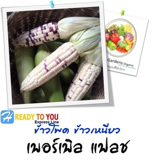 เมล็ดข้าวโพดข้าวเหนียว (Waxy corn) เพอร์เพิล แฟลช พร้อมคู่มือ  (จาก โฮมการเด้น)