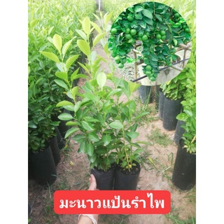 ต้นมะนาวแป้นรำไพซื้อ 1 แถม 1 ส่งเองจากสวน