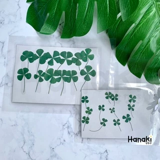 【พร้อมส่ง】ใบโคลเวอร์ (leaf clover) ใบไม้ทับแห้ง ใบไม้แห้ง ใบไม้จริงทับแห้ง