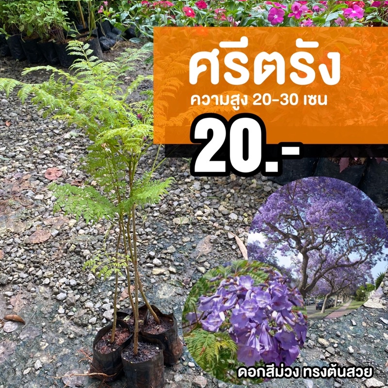 ต้นศรีตรัง (จำนวน 5 ต้น) สูง 40-50 เซนติเมตร ถุง 4 นิ้ว #ศรีตรัง #ต้นศรีตรัง