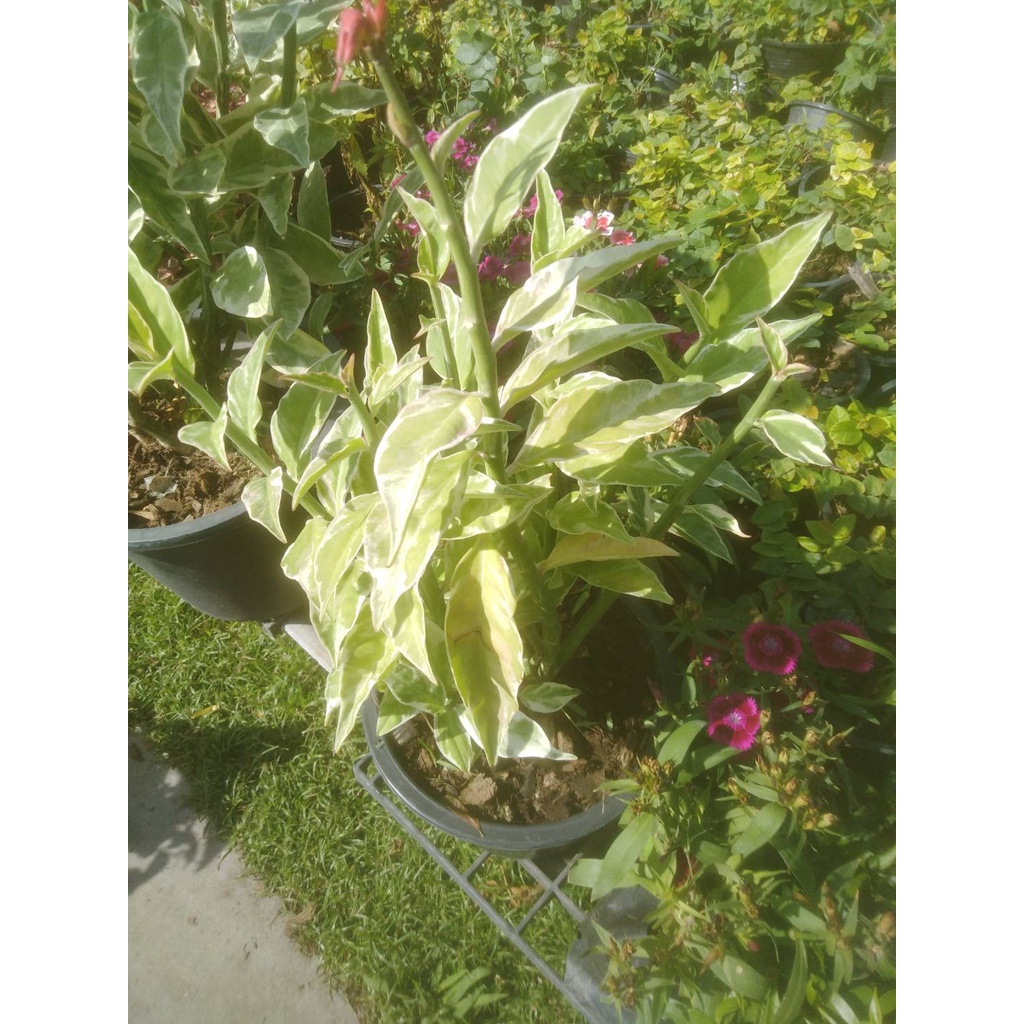 ต้นนกน้อยนำโชค ไม้มงคล ออกดอกคล้ายตัวนกน้อย    กิ่งละ 29 บาท - รูปที่ 6