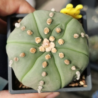 แอสโตรไฟตั้ม  #แคสตัส castus​ astrophytum แอสโตร แอสโตร​ไ​ฟตั้​ม แอสโตรไฟตัม กระบองเพชร แอสโตรวี super​