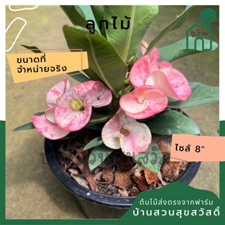 โป๊ยเซียน ลูกไม้ ต้นใหญ่ใส่กระถาง 8 นิ้ว