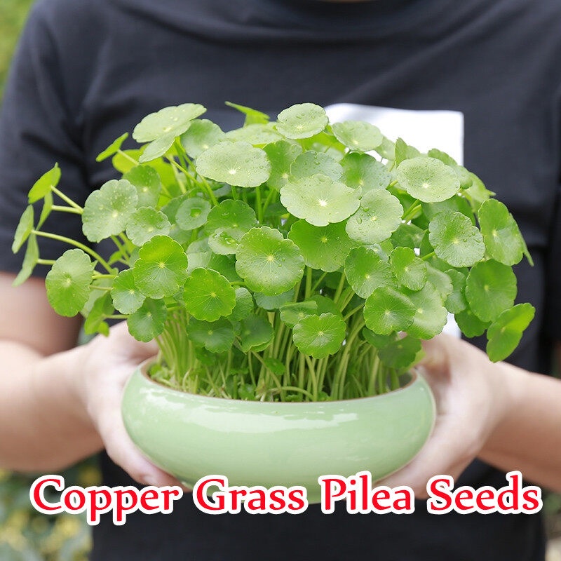 50Pcs Copper Grass Pilea Seeds Hydroponic Plants Seeds Flower Seed ต้นไม้ฟอกอากาศ ต้นไม้ฟอกอากาศ เมล็ดดอกไม้