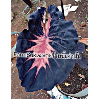 NEW HYBRID โคโลคาเซียบลูวอลเวทไม้นำเข้าจากอินโด#ไม้กระแส#บอนสวยงามCOLOCASIA BLUE VALVET ( SBA SERIES )