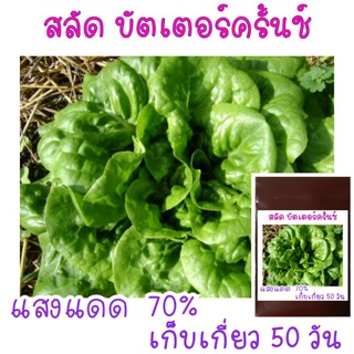 100 เมล็ด ผักสลัดบัตเตอร์ครันช์ - Buttercrunch Lettuce