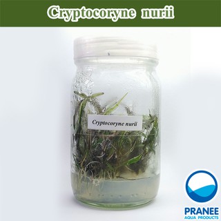 Cryptocoryne nurii (คริป นูรี่) เนื้อเยื่อ ต้นไม้น้ำ ไม้น้ำตู้ปลา