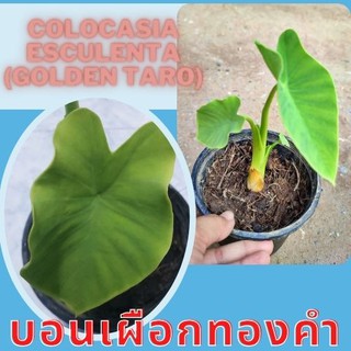 Colocasia Gold Taro ต้นบอนเผือกทองคำ น่าสะสม 1 ต้น จัดส่งไปพร้อมกระถาง บอนเผือกทองคำ ชำลงกระถางจนแตกราดีแล้ว เป็นต้นไม้น