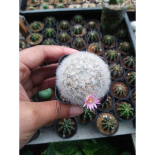 mammillaria laui cactus แมมเลาอ้าย ชำหน่อ