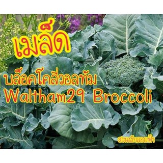 เมล็ดบล็อคโคลี่วอลทัม 100 เมล็ดWaltham29 Broccoli  เมล็ดพันธุ์แท้ นำเข้าจากต่างประเทศ