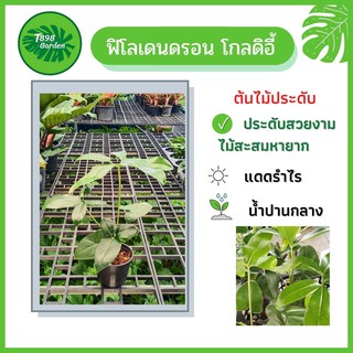 ฟิโลเดนดรอนโกลดิอี้ Philodendron Goldii Fun Bun  ต้นไม้สะสมหายาก กระถาง 4 นิ้ว